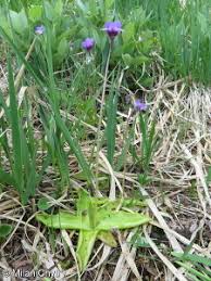 Attēlu rezultāti vaicājumam “Pinguicula vulgaris fruit”