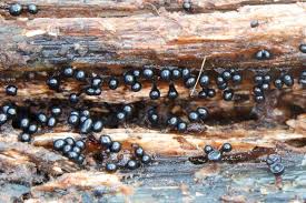 Attēlu rezultāti vaicājumam “Comatricha fragilis spores”