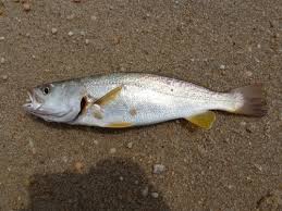 Image result for Cynoscion regalis