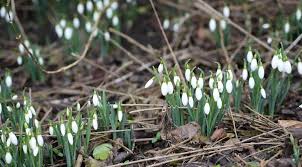 Attēlu rezultāti vaicājumam “Galanthus nivalis fruit”