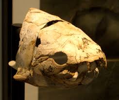 Attēlu rezultāti vaicājumam “Placodermi”