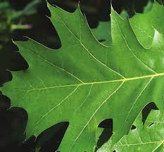 Attēlu rezultāti vaicājumam “Quercus rubra leaf”