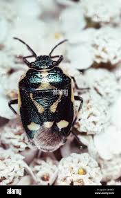 Attēlu rezultāti vaicājumam “Eurydema oleracea imago”