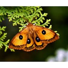 Attēlu rezultāti vaicājumam “Aglia tau”