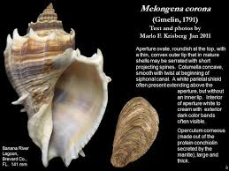 Image result for Melongena corona