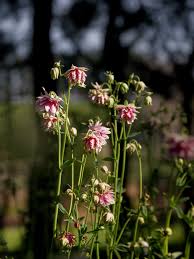 Image result for Aquilegia vulgaris `Nora Barlow`