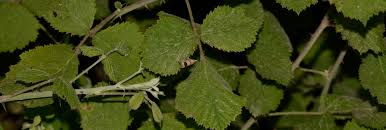 Attēlu rezultāti vaicājumam “Notocelia uddmanniana”