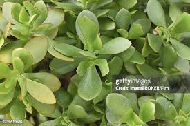 Attēlu rezultāti vaicājumam “Hydrocotyle vulgaris bud”