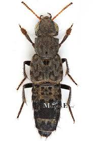 Attēlu rezultāti vaicājumam “Ontholestes murinus”