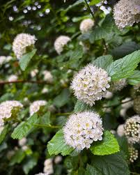 Attēlu rezultāti vaicājumam “Physocarpus opulifolius”