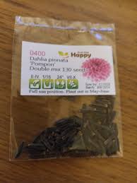 Image result for Dahlia x pinnata `Pompon Lilliput`