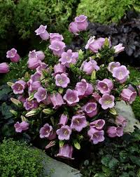 Image result for Marienglockenblumen