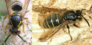 Attēlu rezultāti vaicājumam “Dolichovespula media”