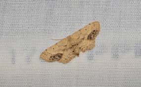 Attēlu rezultāti vaicājumam “Idaea dimidiata”