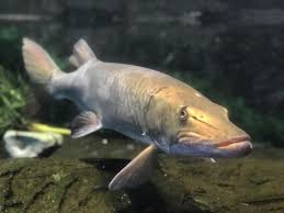 Image result for Esox masquinongy
