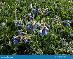 Attēlu rezultāti vaicājumam “Symphytum asperum”