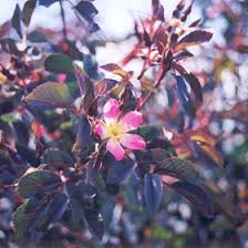 Attēlu rezultāti vaicājumam “Rosa glauca leaf”