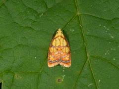 Attēlu rezultāti vaicājumam “Acleris bergmanniana”