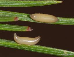 Attēlu rezultāti vaicājumam “Pamphiliidae”