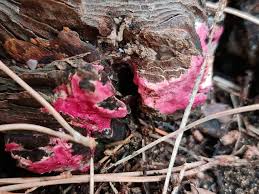 Attēlu rezultāti vaicājumam “Tubiferaceae”