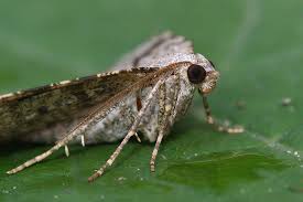 Attēlu rezultāti vaicājumam “Macaria wauaria”