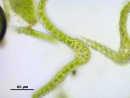 Attēlu rezultāti vaicājumam “Rhabdoweisia fugax”