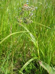 Attēlu rezultāti vaicājumam “Scirpus sylvaticus”