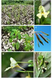 Attēlu rezultāti vaicājumam “Impatiens parviflora”