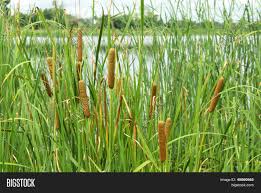 Attēlu rezultāti vaicājumam “Typha angustifolia”