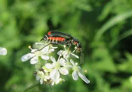 Attēlu rezultāti vaicājumam “Malachidae”