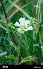 Image result for Scabiosa ochroleuca