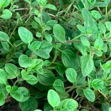 Image result for Origanum majorana