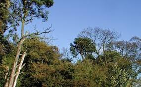 Image result for Patrington Cc