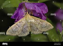 Attēlu rezultāti vaicājumam “Pleuroptya ruralis”