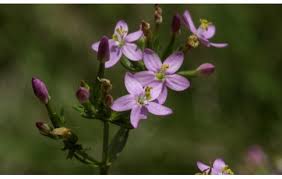 Image result for Centaurium erythraea