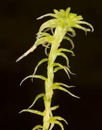 Attēlu rezultāti vaicājumam “Sphagnum fallax”