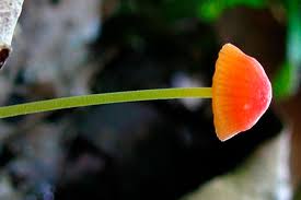 Attēlu rezultāti vaicājumam “Mycena acicula”