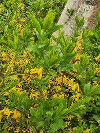 Attēlu rezultāti vaicājumam “Forsythia viridissima flower”