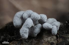 Attēlu rezultāti vaicājumam “Oligonema persimile sessile”