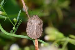 Attēlu rezultāti vaicājumam “Eurygaster testudinaria imago”