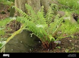 Attēlu rezultāti vaicājumam “Polystichum braunii”