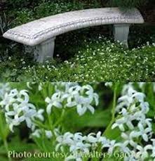 Image result for Galium odoratum