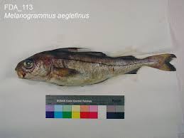 Image result for Melanogrammus aeglefinus