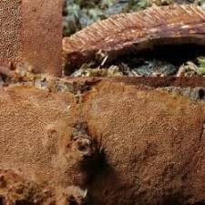 Attēlu rezultāti vaicājumam “Phellinus nigrolimitatus”