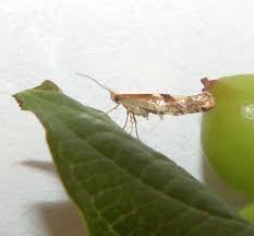 Attēlu rezultāti vaicājumam “Argyresthia spinosella”