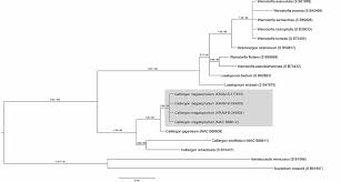 Attēlu rezultāti vaicājumam “Calliergon trifarium”