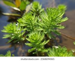 Attēlu rezultāti vaicājumam “Myriophyllum alterniflorum leaf”