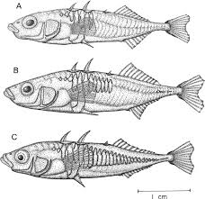 Attēlu rezultāti vaicājumam “Gasterosteus aculeatus”