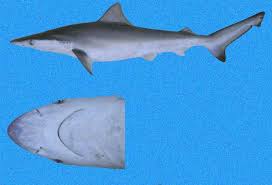 Image result for Carcharhinus