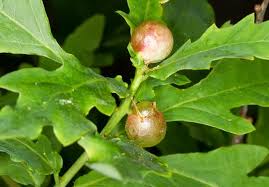 Attēlu rezultāti vaicājumam “Neuroterus quercusbaccarum”